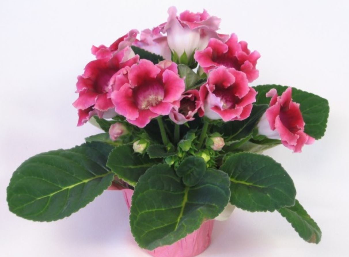 C&aacute;ch trang tr&iacute; Hoa Tử La Lan